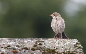 Rose-coloured Starling at Kendal, 14th February 2010