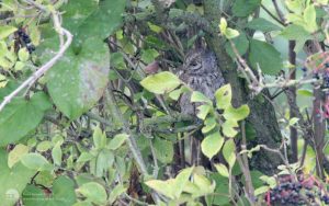 Eurasian Scops Owl at Ryhope, 27th September 2017