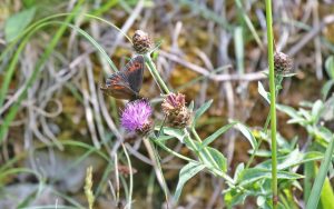 Scotch Argus at Smardale, 26th July 2018