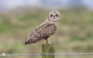 Short-eared Owl at Seaton Common, 11th October 2008