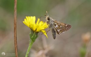 Silver-spotted Skipper at Fontmel Down, 19th August 2018