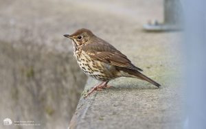 Song Thrush at Stanhope, 30th March 2015