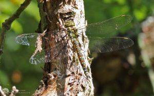 Southern Hawker at Salcey Forest, 21st June 2018