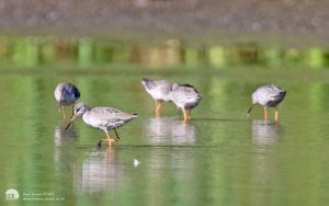 Spotted Redshank at Shibdon Pond, 30th August 2014