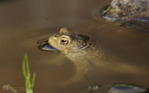 Common Toad at Etherley Moor, 9th September 2018