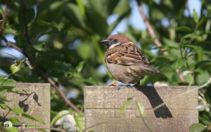 Tree Sparrow at Etherley Moor, 7th July 2013