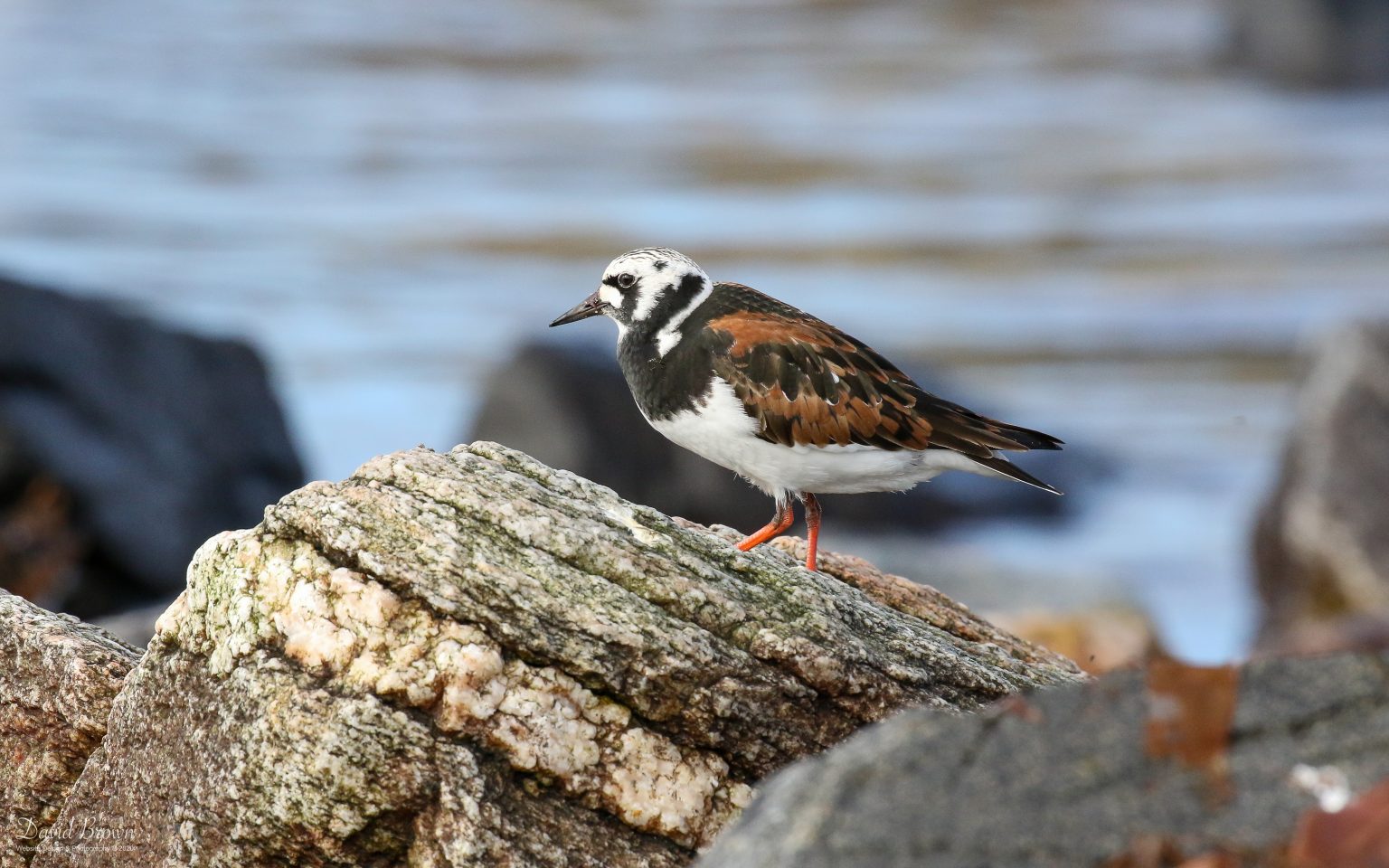 Turnstone at RSPB Balranald, 20th May 2019