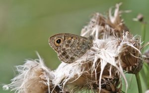 Wall Brown at Escomb, 4th August 2018