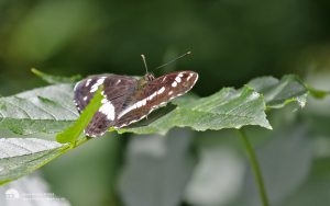 White Admiral at Salcey Woods, 21st June 2018