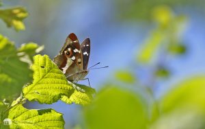 White Admiral at Salcey Forest, 21st June 2018