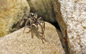 Wolf Spider at Etherley Moor, 3rd July 2017