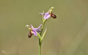 Bee Orchid at Bishop Middleham, 30th June 2018