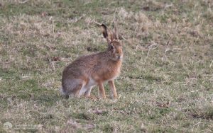 Brown Hare at Bishops Park, 1st March 2008