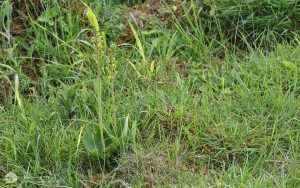 Common Sway Blade at Bishop Middleham, 26th June 2016