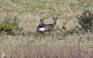 Roe Deer at The Batts, 20th March 2016