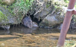 Water Vole in Upper Teesdale, 26th April 2007