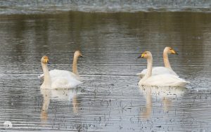 Whooper Swans at Ramshaw, 26th January 2006