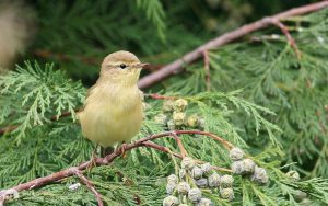 Willow Warbler at Etherley Moor, 15th August 2006