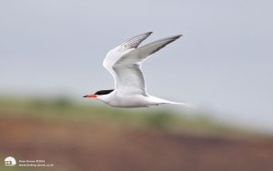Common Tern at Holme Fleet, 9th July 2016