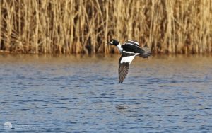 Goldeneye at Escomb, 12th March 2017