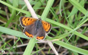 Small Copper at Escomb, 18th August 2012