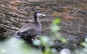 American Black Duck at Strontian, 24th May 2018