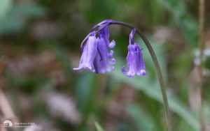 Blue Bells at Glasdrum Wood, 25th May 2018