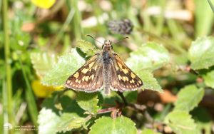 Chequered Skipper at Glasdrum Wood, 25th May 2018