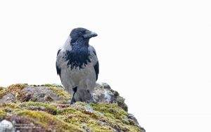 Hooded Crow at Strontian, 23rd May 2018