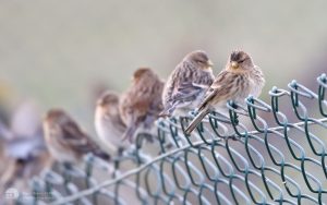 Twite at Seaton Snook, 3rd January 2019