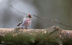 Common Redpoll at Lockwood Beck, 24th March 2019