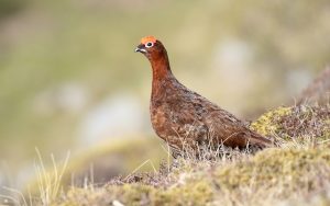 Red Grouse at Bollihope, 15th April 2019