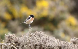 Stonechat at Minsmere, 1st May 2019