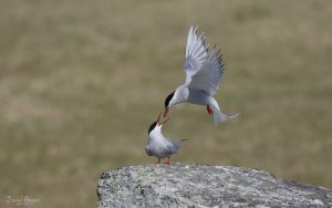 Arctic Tern at North Uist, 20th May 2019