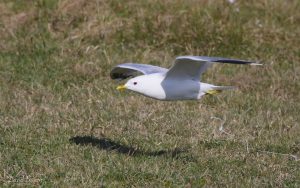 Common Gull at North Uist, 20th May 2019