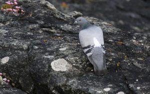 Rock Dove off the Butt of Lewis, 17th May 2019