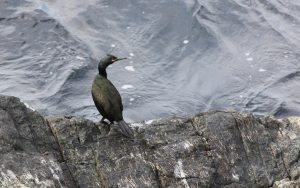 Shag off the Butt of Lewis, 17th May 2019