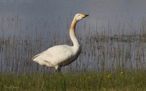 Whooper Swan at Loch Sanndaraigh, 21st May 2019