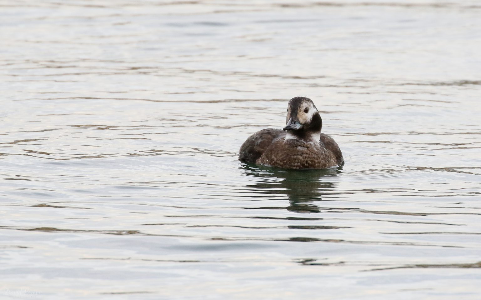 Long-tailed Duck at Middleton, 2nd January 2020