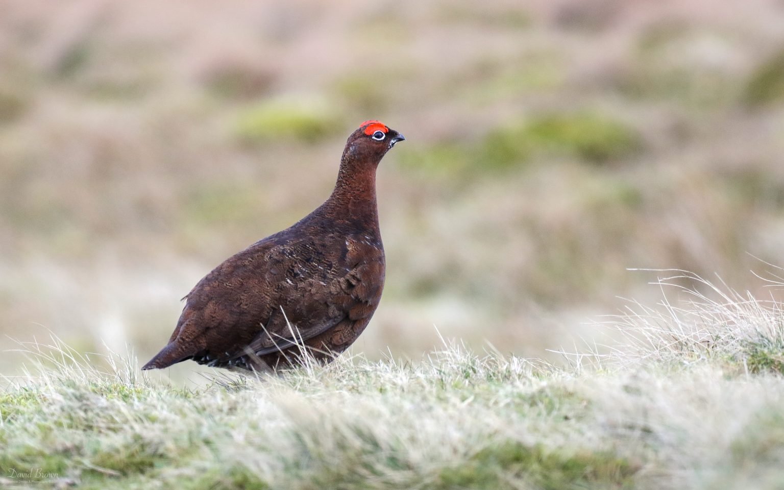 Red Grouse at The Stang, 8th February 2020
