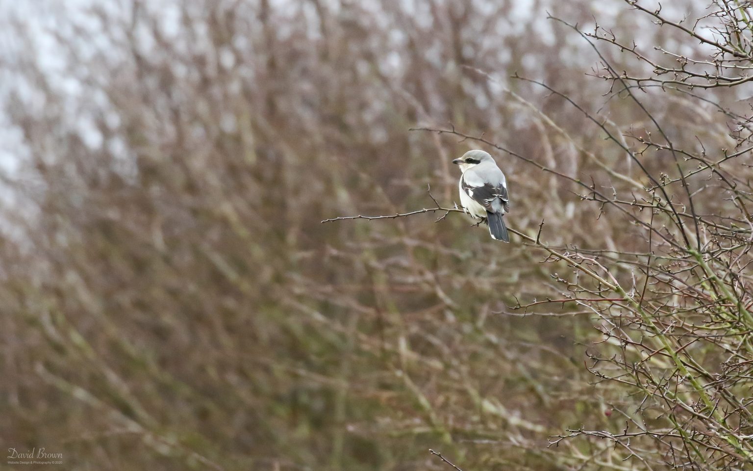 Great Grey Shrike at Trimdon, 11th March 2020