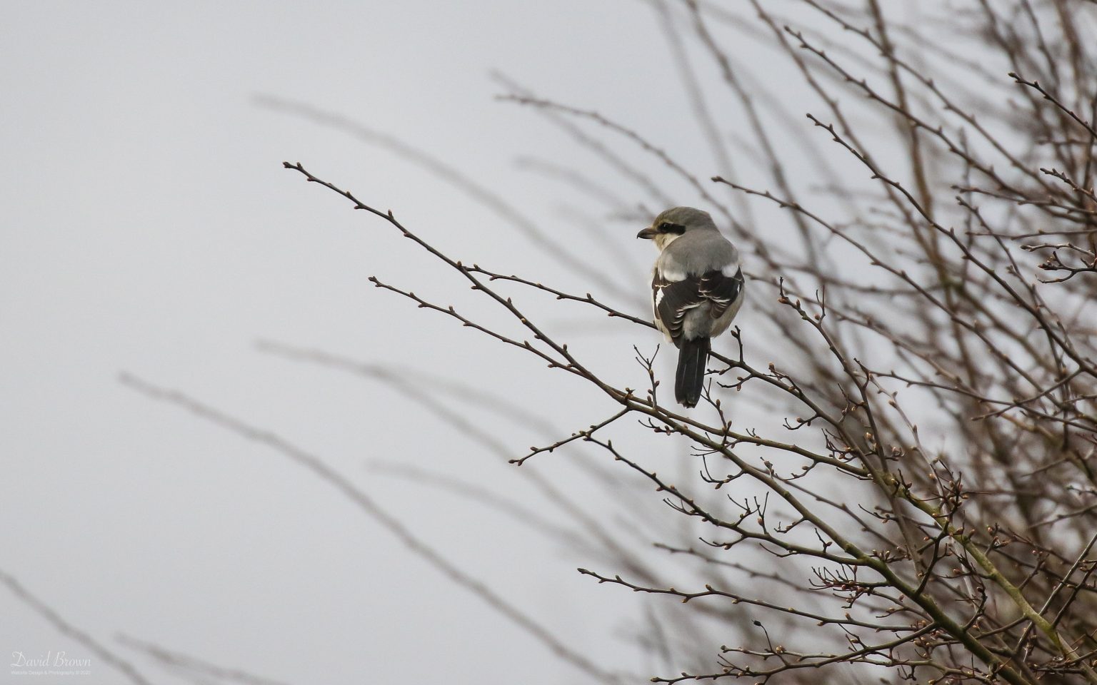 Great Grey Shrike at Trimdon, 11th March 2020