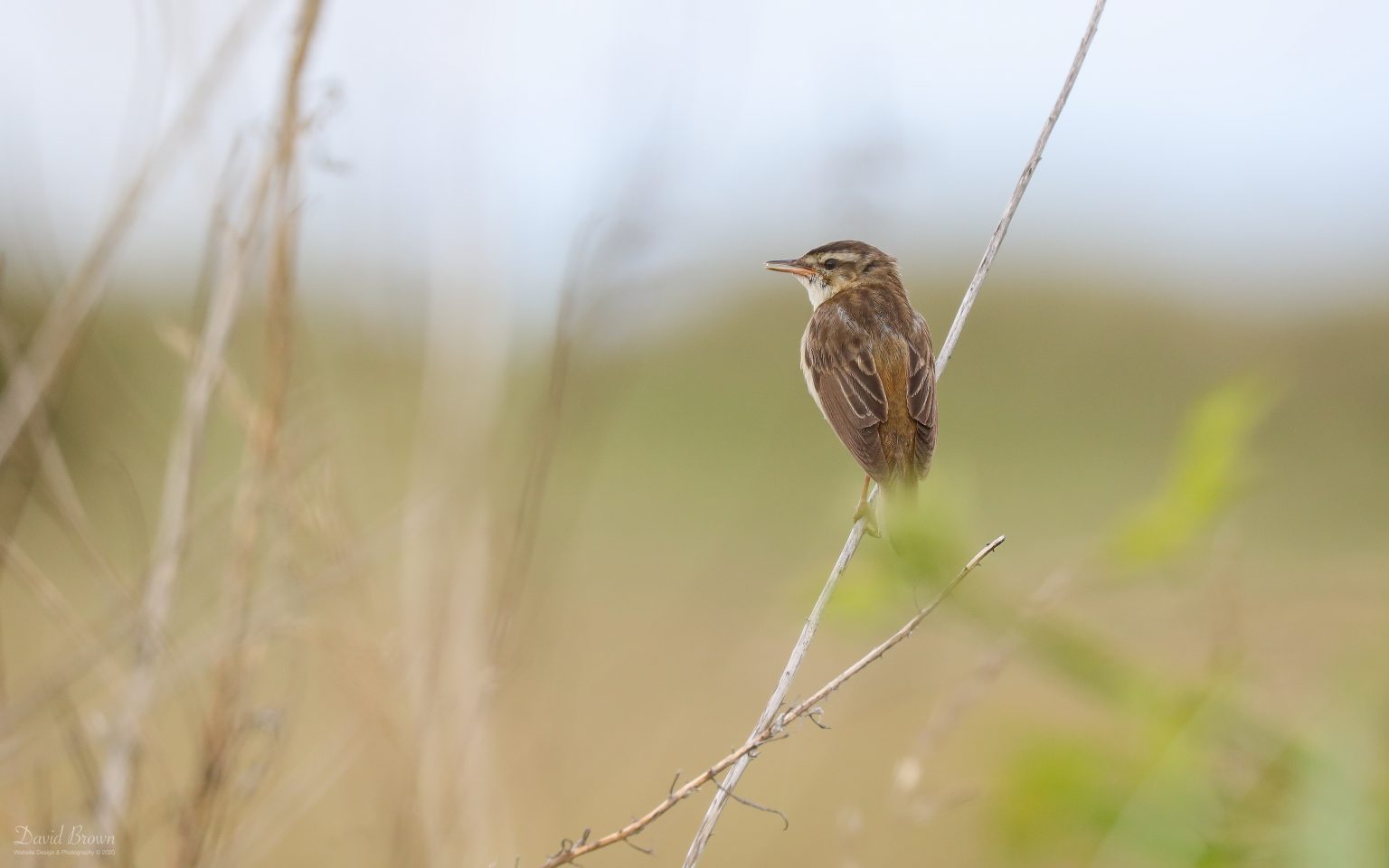 Sedge Warbler at Zinc Road, 3rd July 2020
