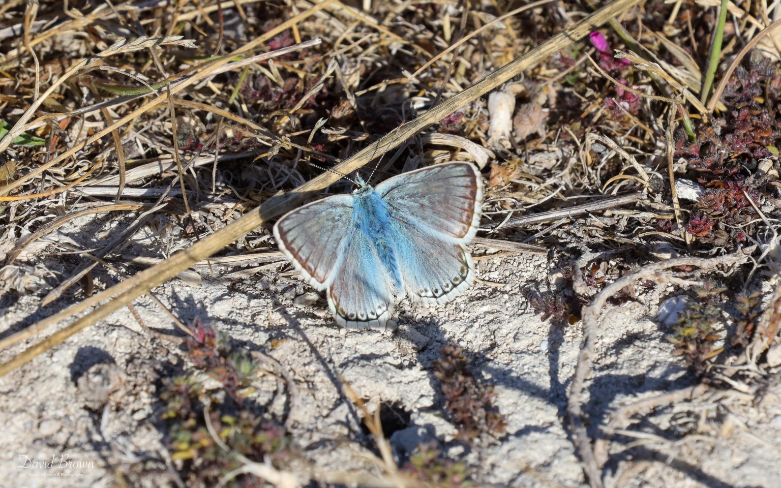 Chalkhill Blue at Portland, 17th July 2020