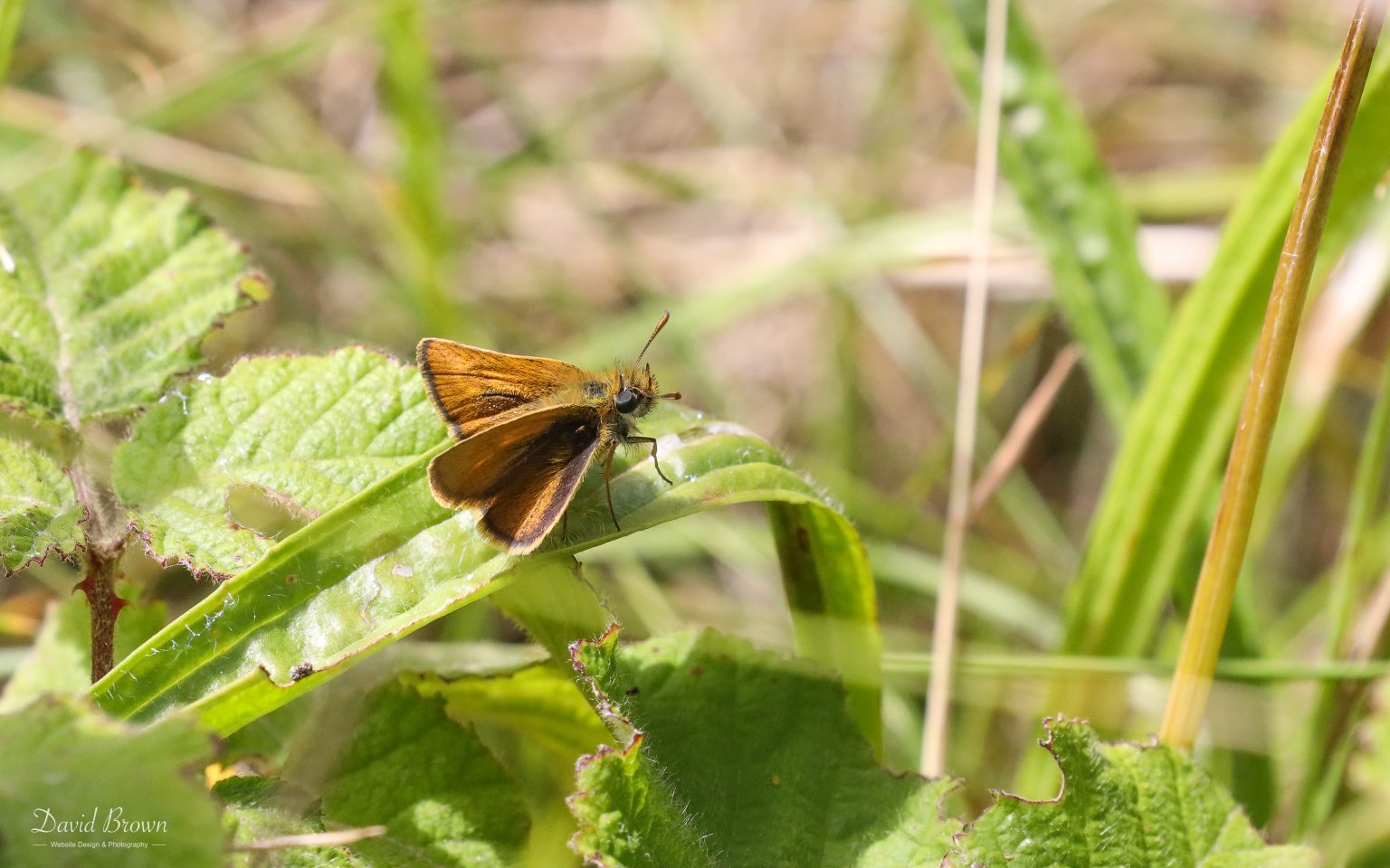 Lulworth Skipper at Portland, 17th July 2020