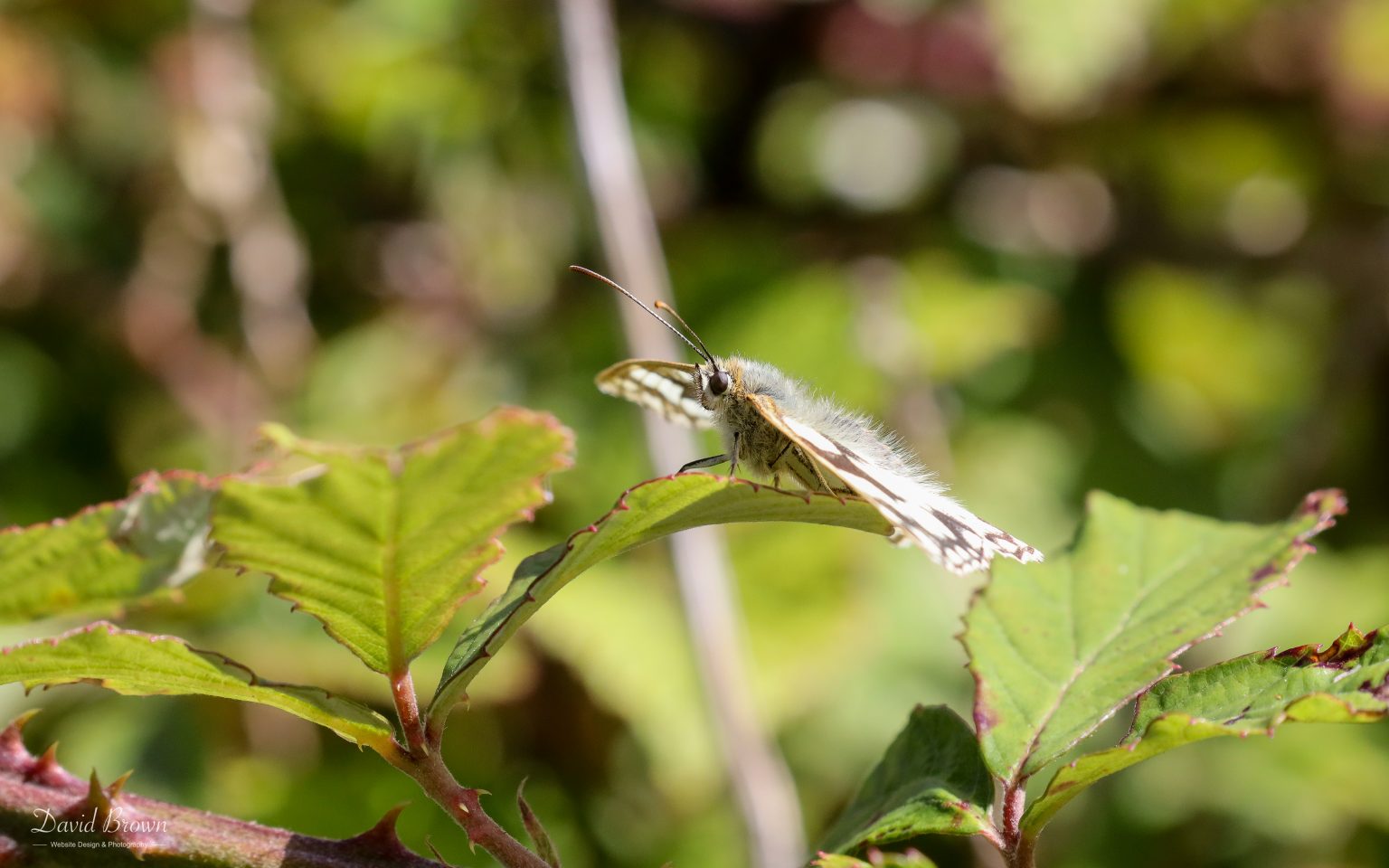 Marbled White at Portland, 17th July 2020