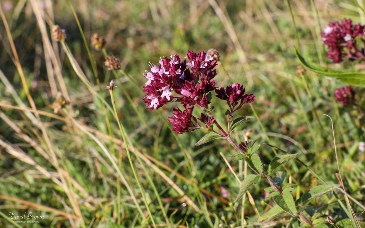 Wild Marjoram at Portland, 17th July 2020