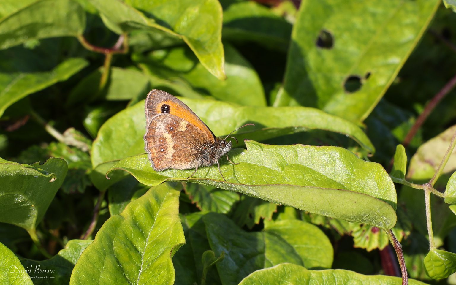 Gatekeeper at Portland, 18th July 2020