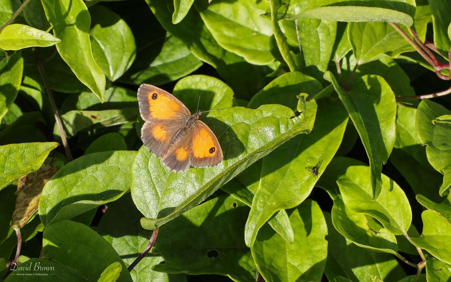 Gatekeeper at Portland, 18th July 2020
