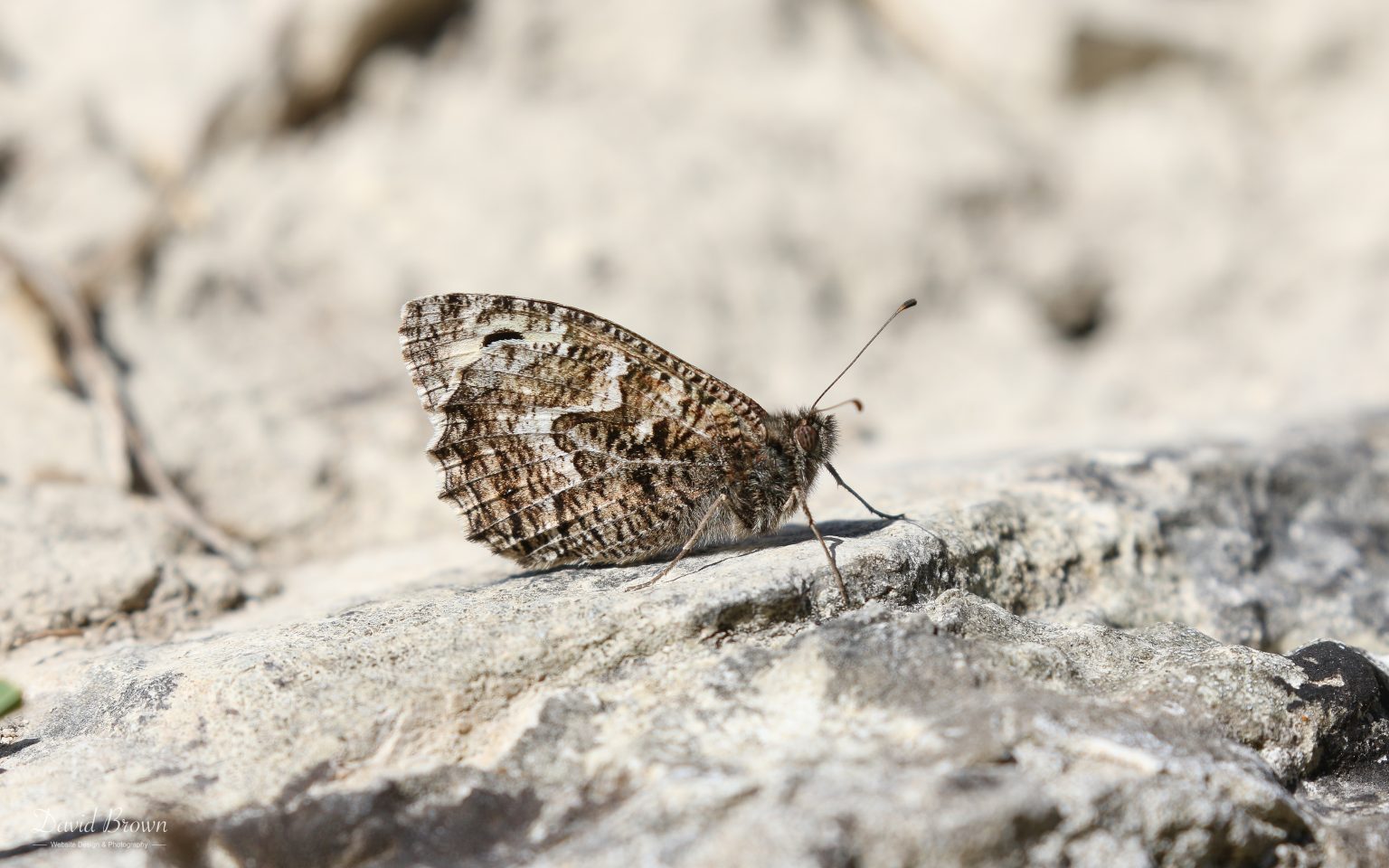 Grayling at Portland, 18th July 2020